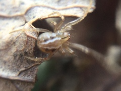 Theridion pennsylvanicum