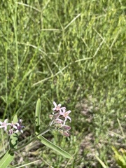 Oxypetalum solanoides