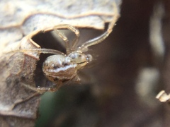 Theridion pennsylvanicum