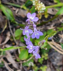 Lobelia feayana