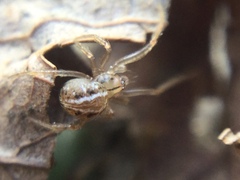 Theridion pennsylvanicum