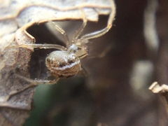 Theridion pennsylvanicum