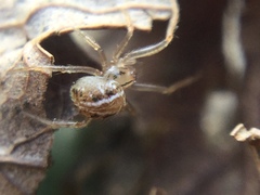 Theridion pennsylvanicum