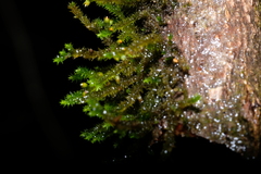 Cryphaea heteromalla