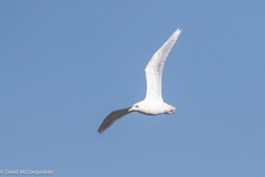 Larus glaucoides kumlieni