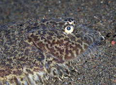 Liachirus melanospilos