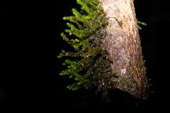 Cryphaea heteromalla