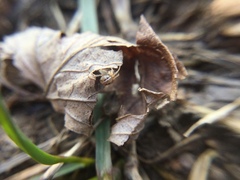 Theridion pennsylvanicum