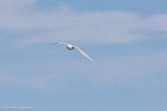 Larus glaucoides kumlieni