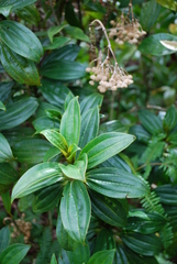 Astronidium ponapense
