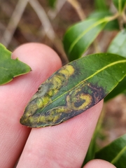 Phytomyza glabricola