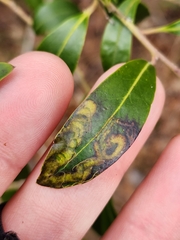 Phytomyza glabricola