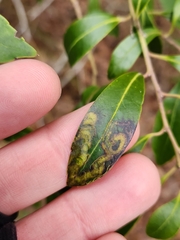Phytomyza glabricola