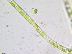 Klebsormidium