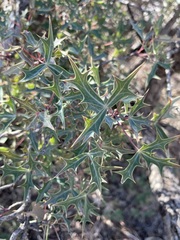 Berberis trifoliolata