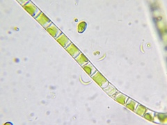 Klebsormidium