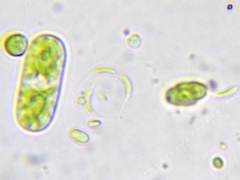 Monoraphidium contortum