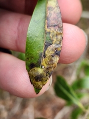 Phytomyza glabricola