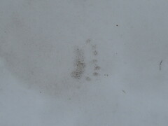 Nyctereutes procyonoides