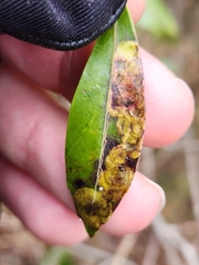 Phytomyza glabricola