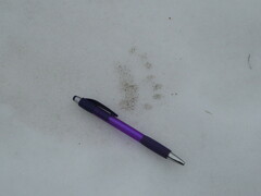 Nyctereutes procyonoides