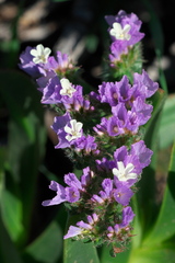 Limonium sinuatum