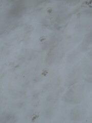 Nyctereutes procyonoides