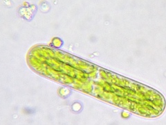 Cylindrocystis