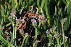 Limonium sinuatum