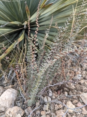 Astrolepis cochisensis