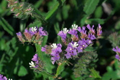 Limonium sinuatum