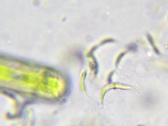 Monoraphidium contortum