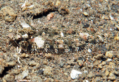 Samariscus triocellatus