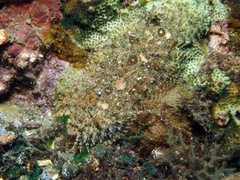 Samariscus triocellatus