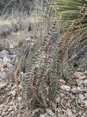 Astrolepis cochisensis