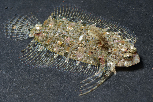 Three-eyed flounder (Samariscus triocellatus) — Samaridae