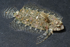 Samariscus triocellatus
