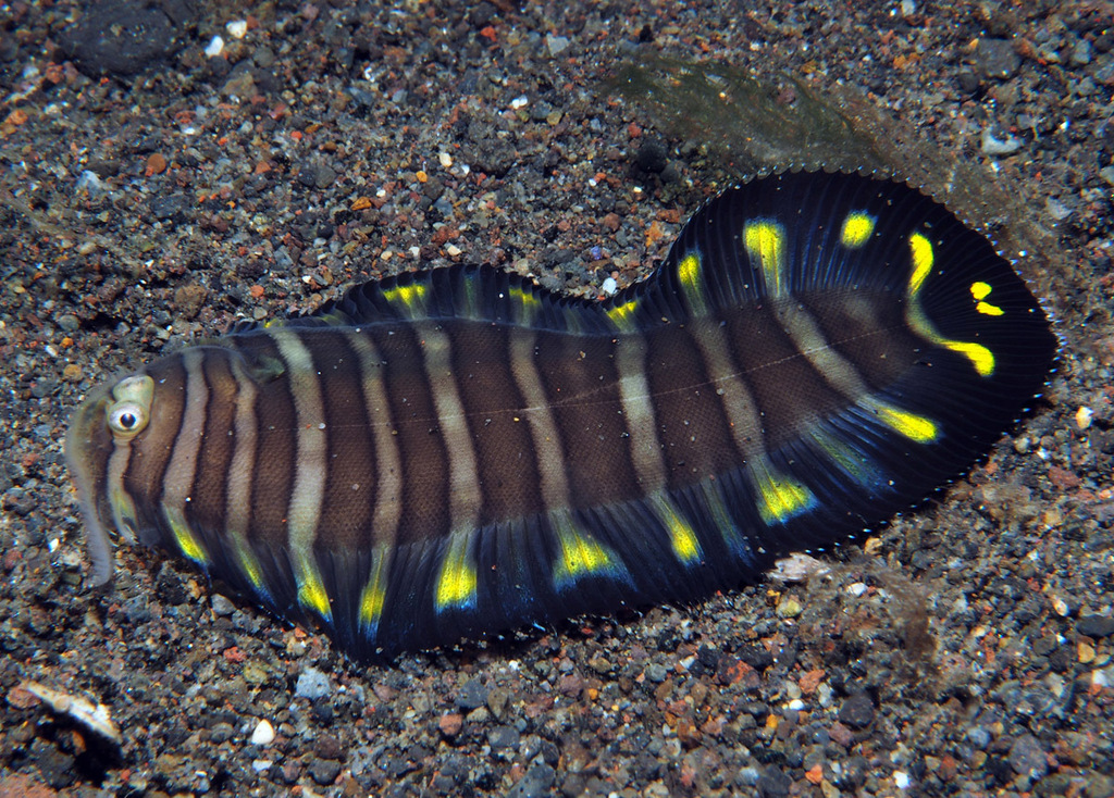 Unicorn Sole