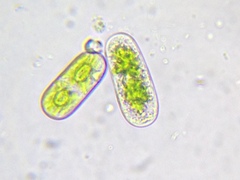 Cylindrocystis