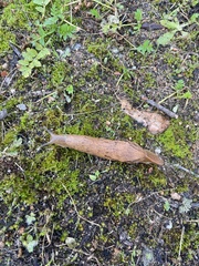 Drusia valenciennii