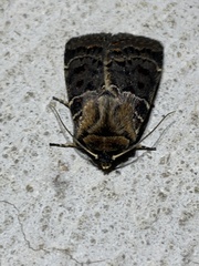 Proteuxoa sanguinipuncta