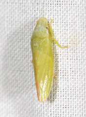 Rubria