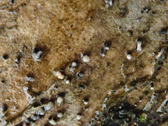Cryptosporiopsis coryli