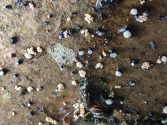Pezicula corylina