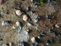 Pezicula corylina