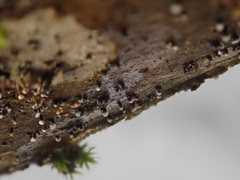 Cryptosporiopsis coryli