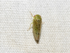 Batracomorphus