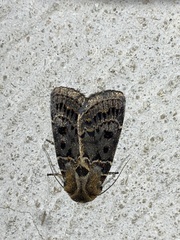 Proteuxoa sanguinipuncta
