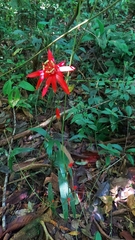 Passiflora vitifolia