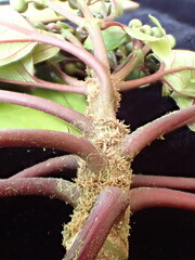 Astronidium subcordatum